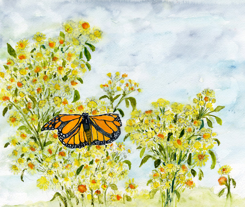 Butterfly Imperfect Monarch Butterfly