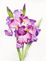 Load image into Gallery viewer, Iris Germanica
