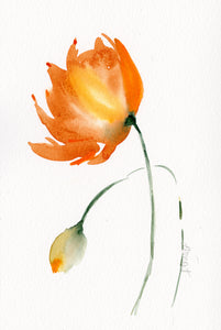 Orange Tulips