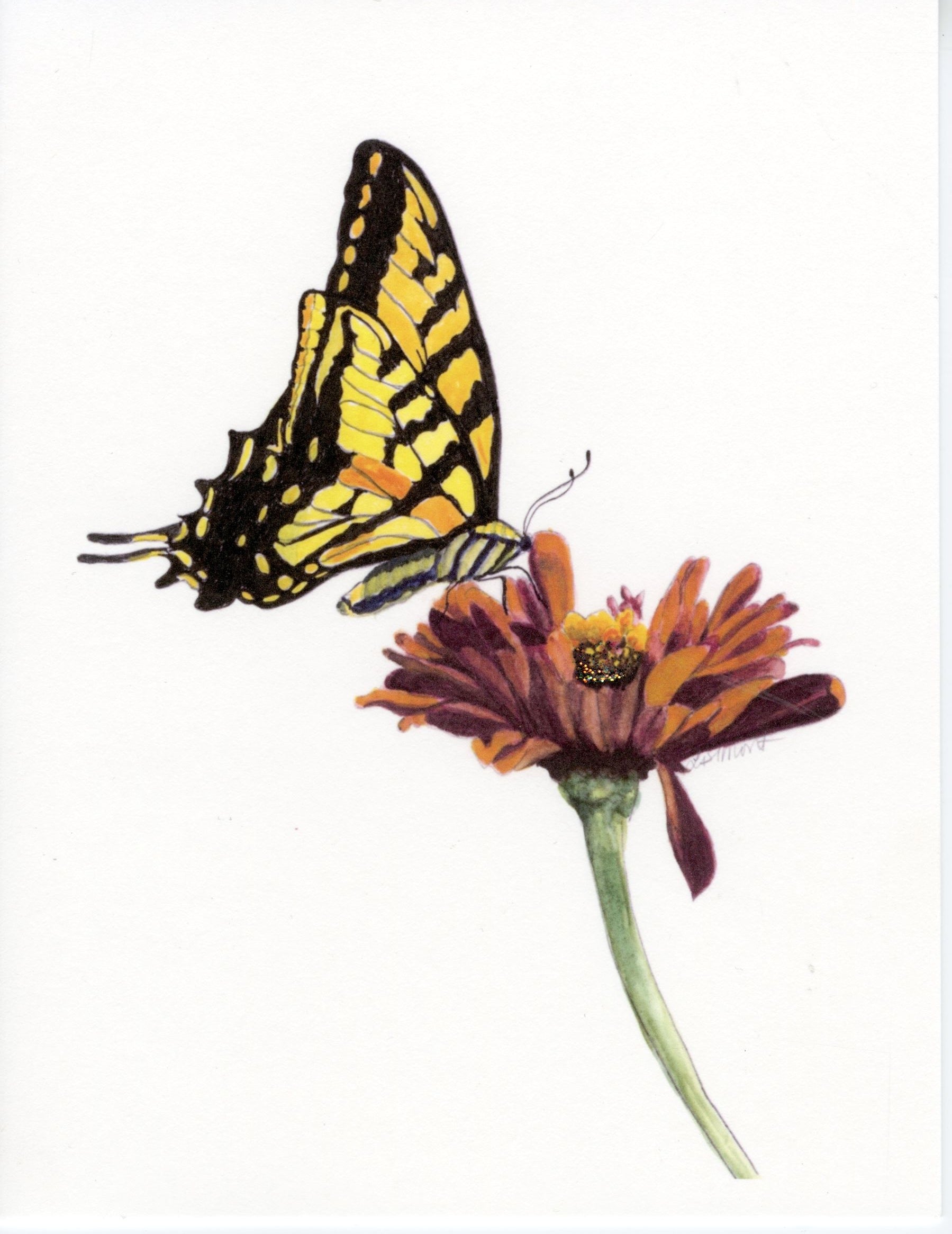 Butterfly - Western Tiger Swallowtail