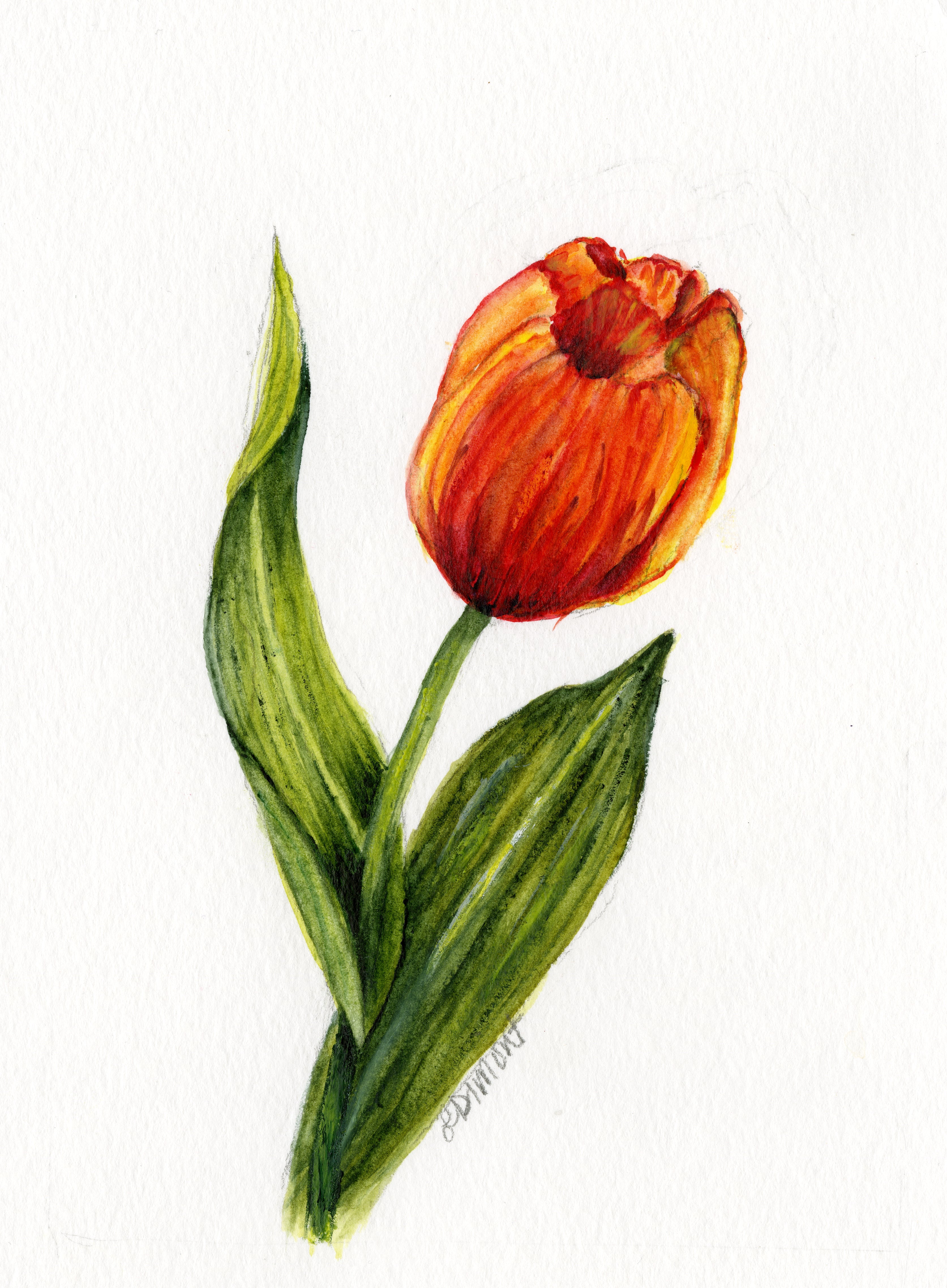 One Orange Tulip