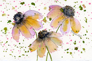 Oxeye Daisies