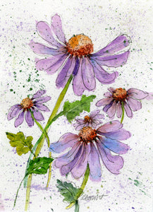 Purple Daisies